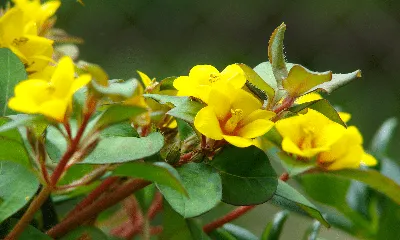 Вербейник — изящные цветки в тени сада | GreenMarket