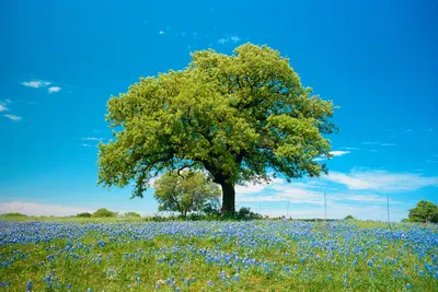 SpashScreen - Широкоформатные обои и заставки на рабочий стол - весенний  пейзаж, природа, дерево груша, голубые цветы на лугу, голубое небо