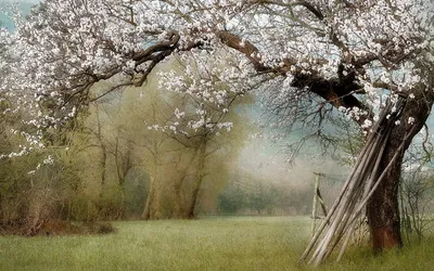 Весенний пейзаж. Цветущее дерево в саду | Обои для телефона