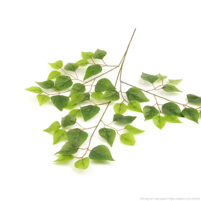Ветка березы на белом фоне, молодые зеленые листья, весна, векторная  иллюстрация | Премиум векторы