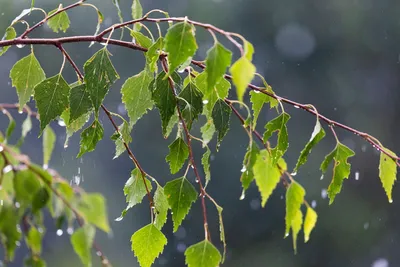 Купить Искусственное растение Ветка березы зеленая по выгодной цене в  интернет-магазине OZON.ru