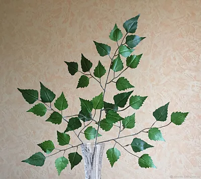 Серебряная береза \u200b\u200bBetula alleghaniensis Бумага березовая Лист, ветка,  лист, ветка, растение Стебель png | PNGWing