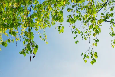 Ветки березы с большим количеством зеленых листьев в летнем сезоне после  дождя Стоковое Фото - изображение насчитывающей серия, яркое: 183060298