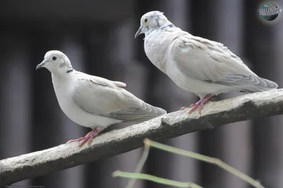 Лесные голуби - Записки Натуралиста | Некоммерческий учебно-познавательный  интернет-портал Зоогалактика