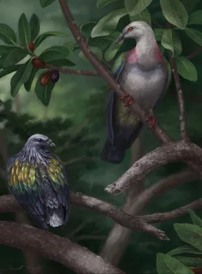 Посмотрите на гигантского голубя, глотающего фрукты целиком. Его уже  истребили