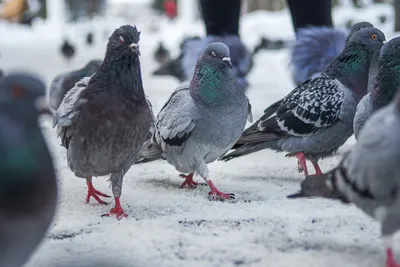 У голубей обнаружили превращающую в зомби болезнь: Звери: Из жизни: Lenta.ru
