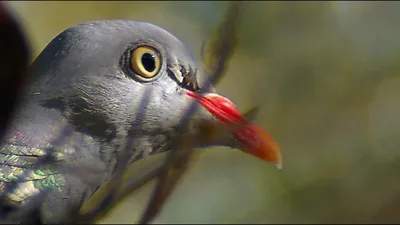 Дикие голуби: вяхирь. Wild doves: wood pigeon. - YouTube