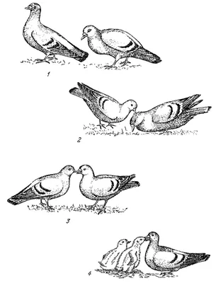 Сизый голубь / Columba livia (Gmelin, 1789) / Том 5 / Птицы России