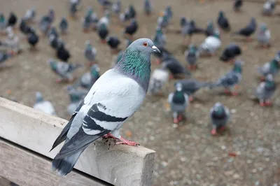 Интересные факты о голубях: особенности о которых вы могли не знать