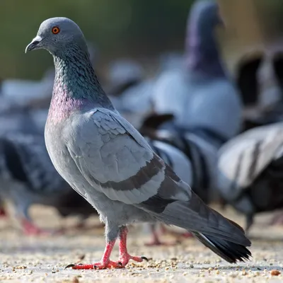 Все породы голубей фото, голубеводы разных стран мира, | Фотоштаб -  интернет-журнал с фотографиями | Pigeon, Pigeon blanc, Oiseaux