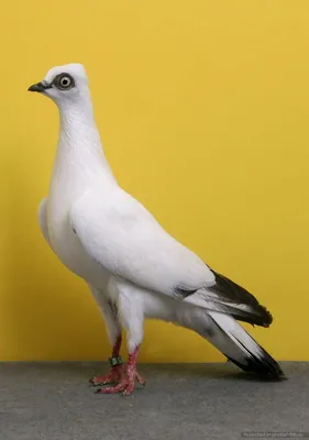 Кровавогрудый голубь | zoo-ekzo.com- Экзотические животные