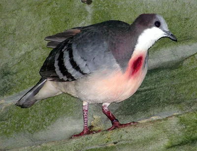 На британских островах обнаружены редкие предки домашних голубей -  Рамблер/субботний