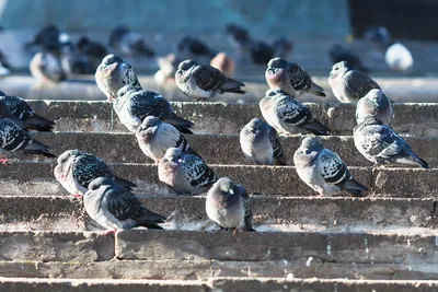 Интересные факты о голубях: особенности о которых вы могли не знать