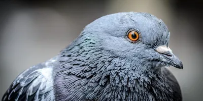 Орнитолог попросила жителей Новосибирске не лизать голубей и не есть их  фекалий