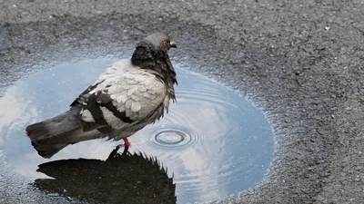 Почему городские голуби не сидят на деревьях? Причины, фото и видео - «Как  и Почему»