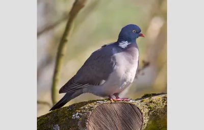 Фото Pigeon, более 6 000 качественных бесплатных стоковых фото