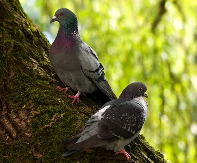 Голуби: описание птицы, места обитания, естественные враги