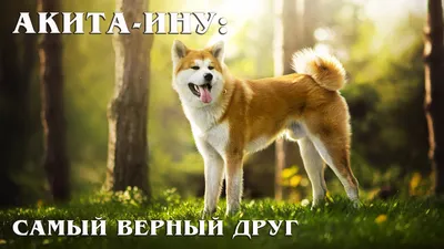Акита-ину: Хатико вашей жизни и самый верный друг | Интересные факты про  породы собак - видео на Вокруг.ТВ.