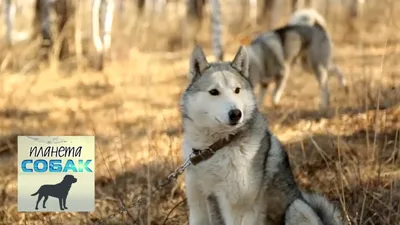 Лайка: фото собаки, цена, описание породы, характер, видео