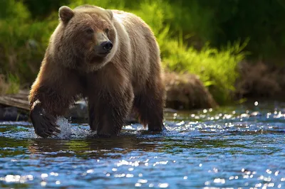 Виды медведей — Наша Планета Земля