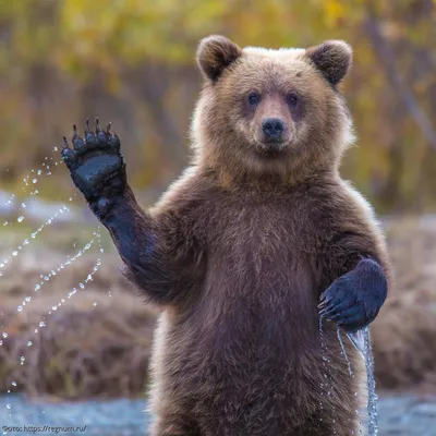 Редкого вида медведя заметили в горах на юге Казахстана - видео -  16.05.2021, Sputnik Казахстан