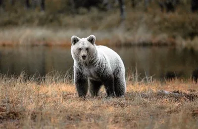 Дикие животные Дикие животные в природной среде Виды диких медведей Большой  коричневый медведь в дикой природе Стоковое Фото - изображение  насчитывающей ð½ð°ð¼oñ€ð, ñˆðµñ€ñ ñ‚ñœ: 160730186