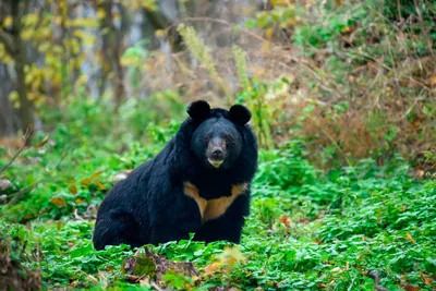 Топ-5 самых больших видов медведей. | С миру по... | Дзен
