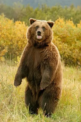 Нападение медведя - Как избежать встречи с медведем? - ArmGeo