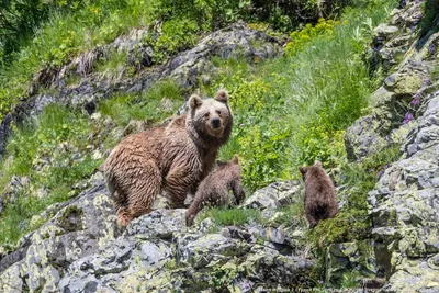 Дикие животные Дикие животные в природной среде Виды диких медведей Большой  коричневый медведь в дикой природе Стоковое Фото - изображение  насчитывающей ð³ñ€ð¸ð·ð»ð¸, ð»ð°ð¿ðºð°: 160141378