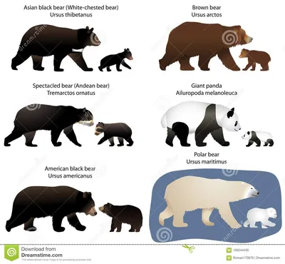 Медведи и медвед-новички иллюстрация вектора. иллюстрации насчитывающей  мясоед - 100244435