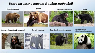 Три важных совета, которые помогут туристам не стать жертвой медведя - KP.RU