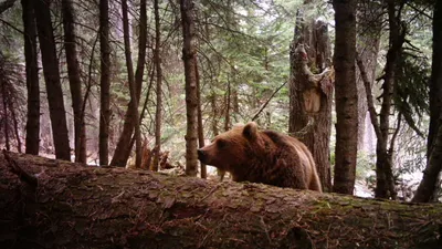 Ученые готовят экспедицию для исследования популяции белых медведей на  севере Якутии