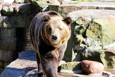 Какие виды медведей чаще нападают на людей, ТОП-5 | В когтях у хищника |  Дзен