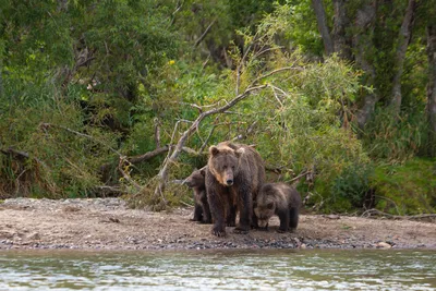Короткомордый медведь. | Пикабу