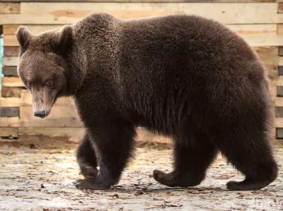 Известные виды медведей и их характеристики | Животные мира | Пульс Mail.ru