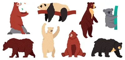 Виды медведей. набор иллюстраций диких млекопитающих, пушистых лесных  хищников, гризли, панды, коалы и арктического белого медведя. коала и  медведь, панда и гризли, арктическое белое животное | Премиум векторы