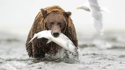 Самые большие виды медведей | Мир Вокруг | Пульс Mail.ru