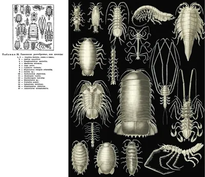 Отряд Равноногие ракообразные (Isopoda) | это... Что такое Отряд Равноногие  ракообразные (Isopoda)?