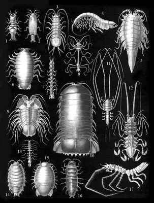 Отряд Равноногие раки - Isopoda
