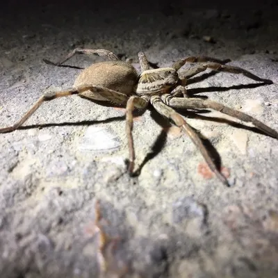 Крымские тарантулы | Пикабу