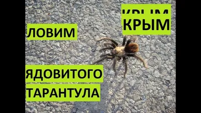 Крымский тарантул: 10 фото, описание, ядовит ли, укус паука