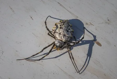 На Алтае обнаружен ядовитый паук-патиссон - ИА REGNUM