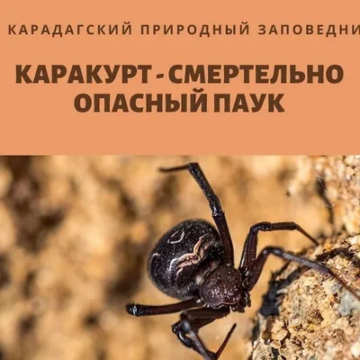 Где в Крыму обитает каракурт - самый ядовитый паук - KP.RU