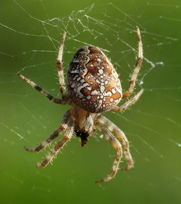 Тарантул, паук-оса и долгоножки. Какие пауки опасны для туляков | ПРИРОДА И  ЖИВОТНЫЕ | ОБЩЕСТВО | АиФ Тула
