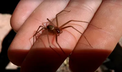Найден новый вид ядовитых пауков, которые прячутся в домах