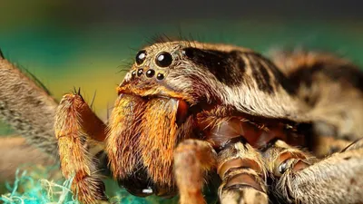 В заповеднике «Оренбургский» нашли неизвестный науке вид земляного паука |  Новости Оренбурга - БезФормата