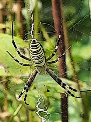 Пауки Украины: виды пауков, ядовитые и безобидные. Фото пауков Украины -  Вокруг Света