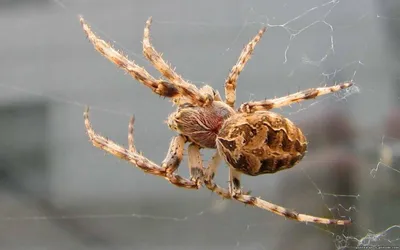 Фотография ядовитого паука напугала жителей Ставрополя