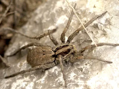 Виды пауков крыма - 35 фото: смотреть онлайн