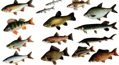 Виды речных рыб. Список речной рыбы, названия, фото, описание - Fisher Go